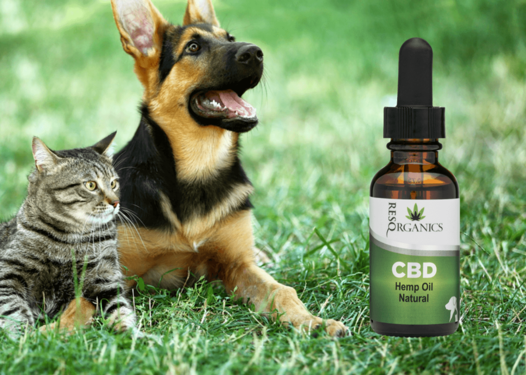 10 Days with Receptra Pet CBD for Dogs